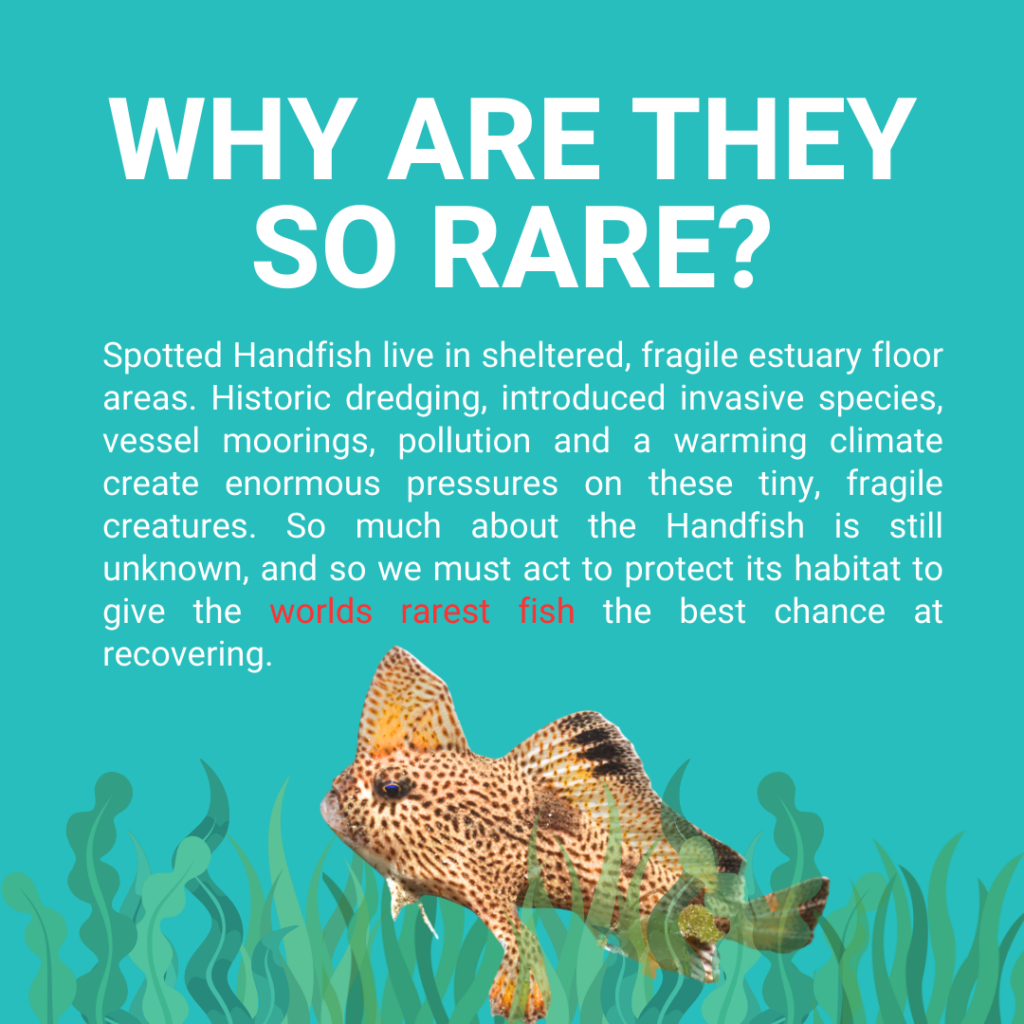 16. Increase Awareness of Wildlife and Habitat Protection<br>Best Practice #7 outlines our collaboration with the Handfish Conservation project. The waterways at our race finish destination contain habitat of the critically endangered Handfish, We presented a series of infographics identifying the species and reasons why they are critically endangered. We also identified actionable measures that boaters can take to reduce impact to the local environment while in the area. 