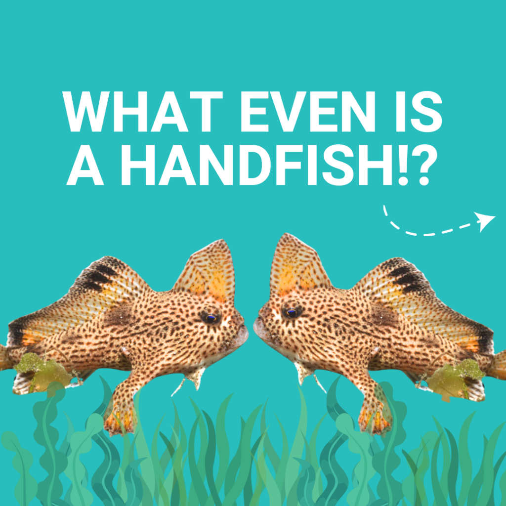 16. Increase Awareness of Wildlife and Habitat Protection<br>Best Practice #7 outlines our collaboration with the Handfish Conservation project. The waterways at our race finish destination contain habitat of the critically endangered Handfish, We presented a series of infographics identifying the species and reasons why they are critically endangered. We also identified actionable measures that boaters can take to reduce impact to the local environment while in the area. 