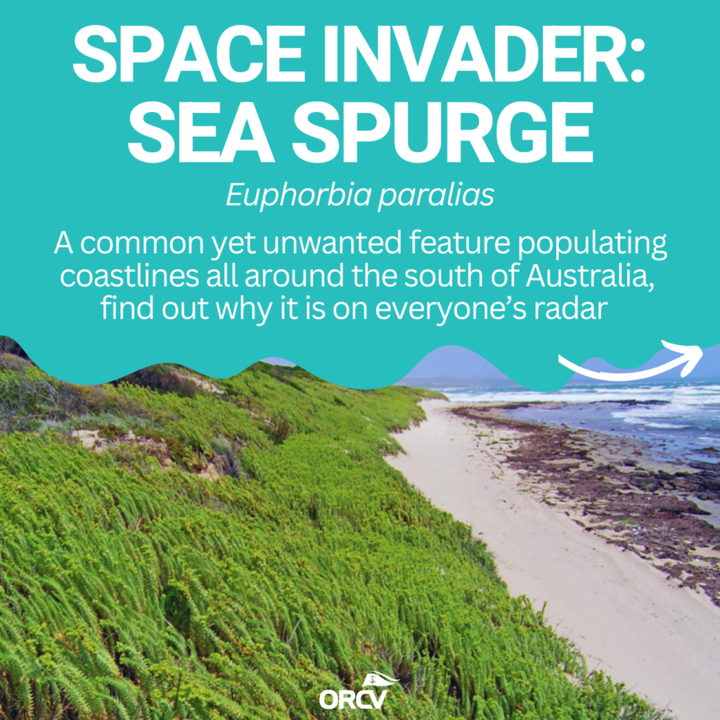 16. Increase Awareness of Wildlife and Habitat Protection<br>The invasive coastal weed, Sea Spurge, was platformed in our online Species Showcase in the lead up to the race, due to its widespread presence in the Devonport region and beyond. The showcase featured the origin of the pest, how it damages native ecosystems, and how people can become involved in removal efforts to improve the natural values of areas affected by it.