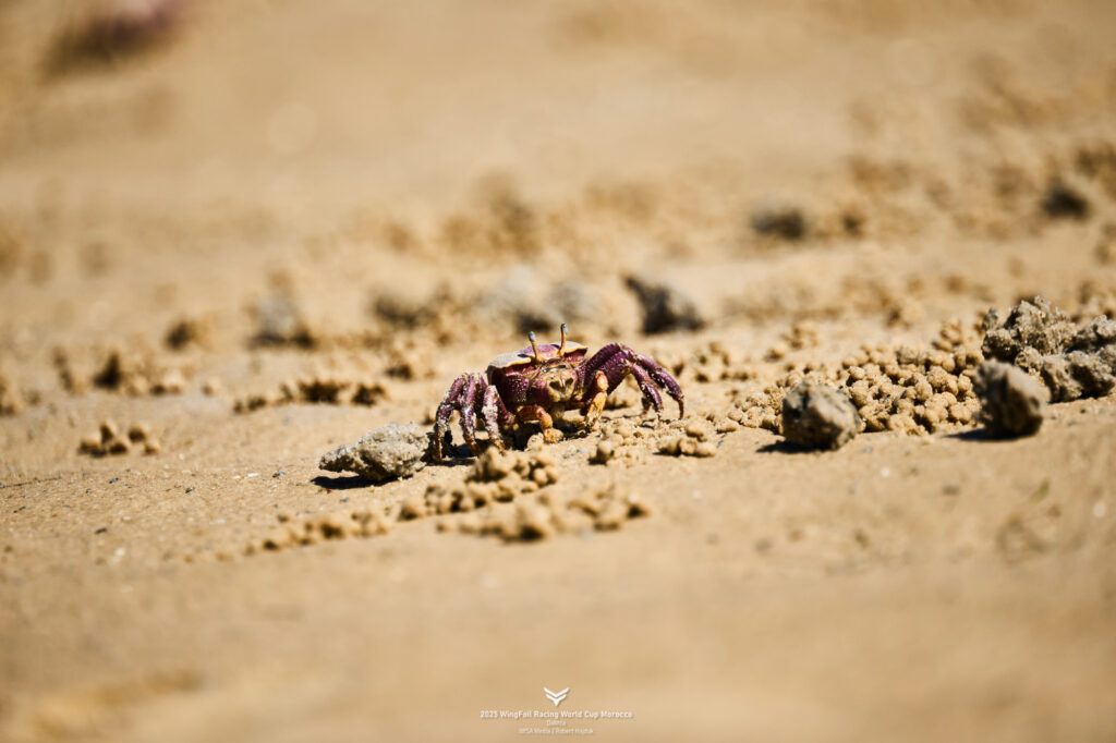 16. Increase Awareness of Wildlife and Habitat Protection<br>locals was very aware - we briefed and educated our sailors/visitors about the marine life in the lagoon, and specifically about the crab population that stays on the dry during low tide