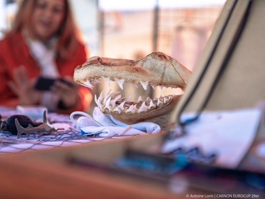16. Increase Awareness of Wildlife and Habitat Protection<br>16 - During the event, we worked with Ailerons to raise awareness among sailors, families and visitors about marine wildlife and habitat protection in the Mediterranean Sea.
The association presented information about the presence of rays and sharks in the Mediterranean and promoted the BioLit citizen science observation program, encouraging participants to better observe, understand and protect local marine ecosystems.

